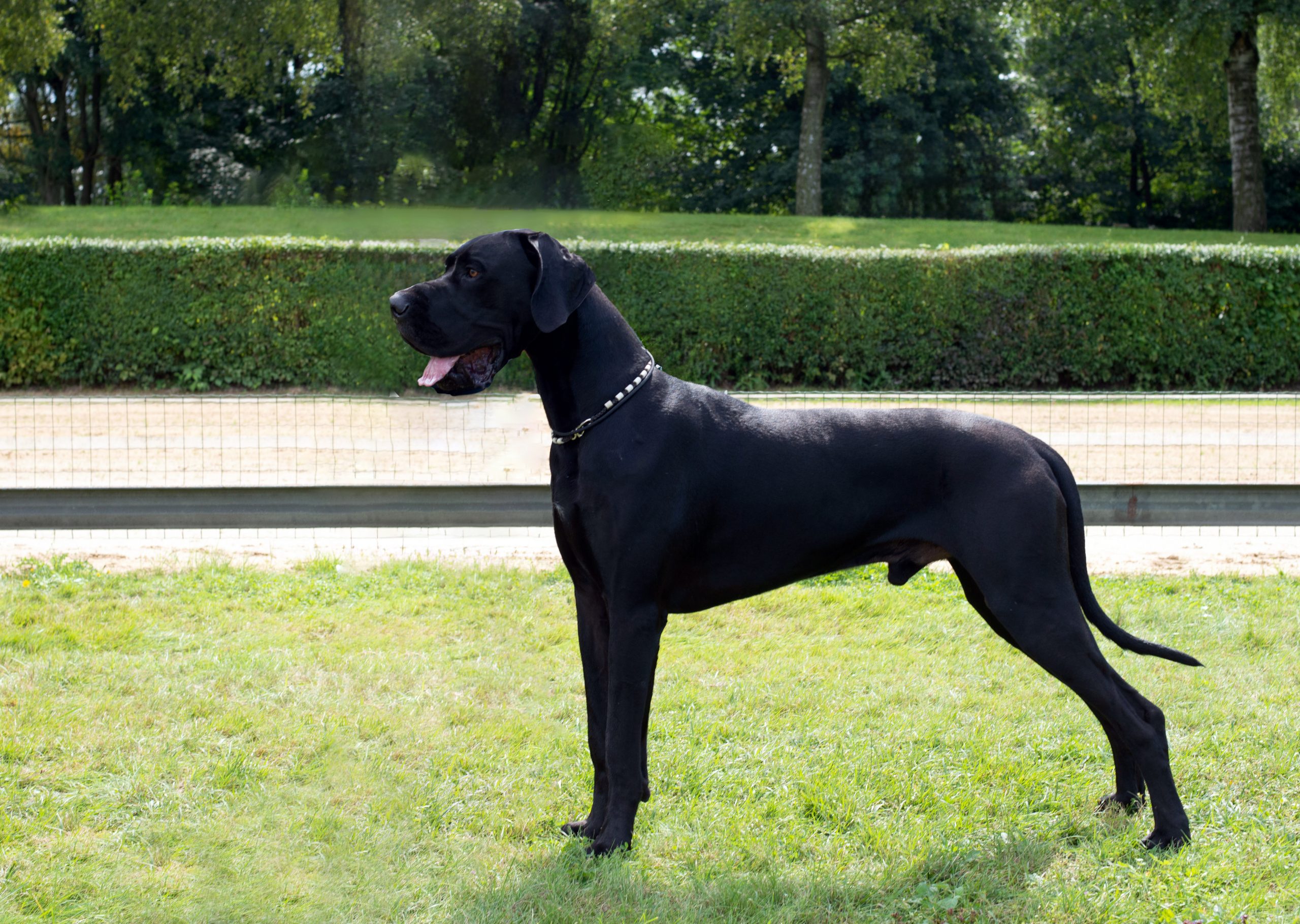 Q’Chagall bi Korn’s